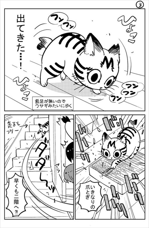 3本足の猫