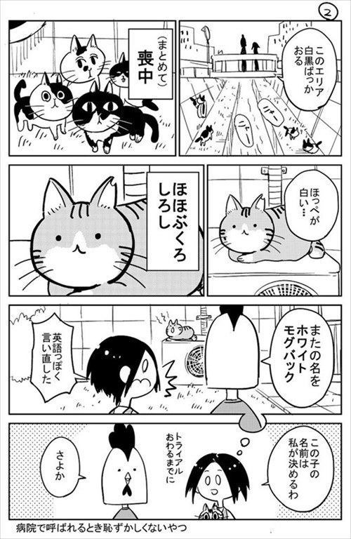 3本足の猫