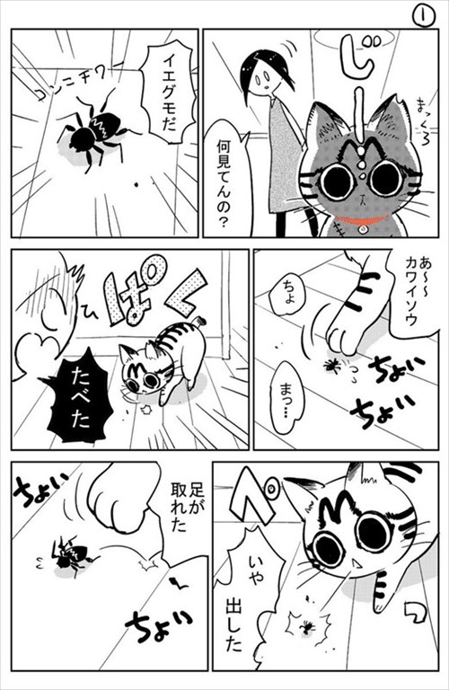 3本足の猫