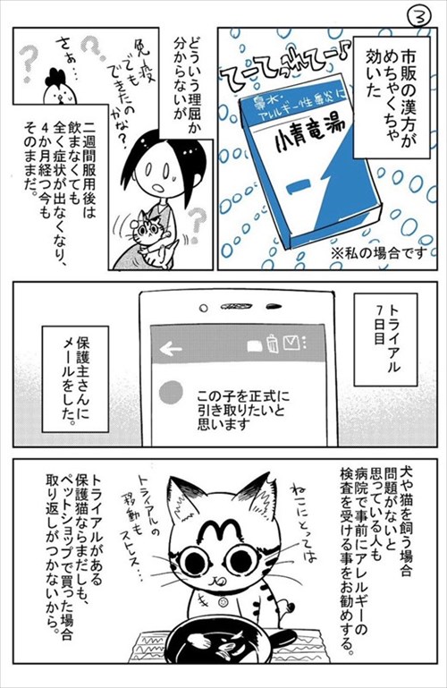 3本足の猫