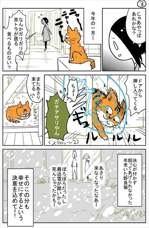 3本足の猫