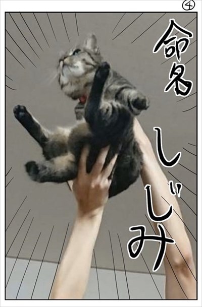 3本足の猫