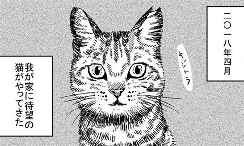 3本足の猫