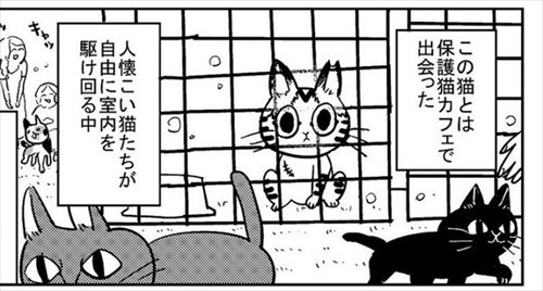 3本足の猫