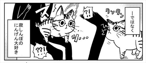 3本足の猫
