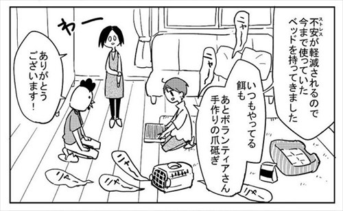 3本足の猫