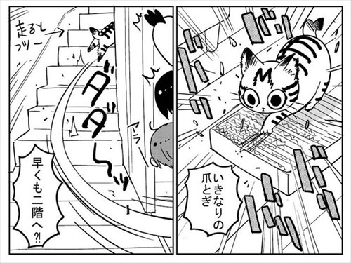 3本足の猫