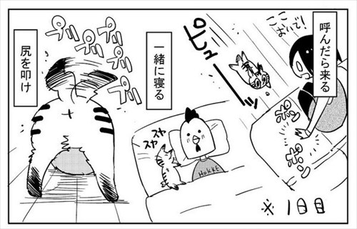 3本足の猫