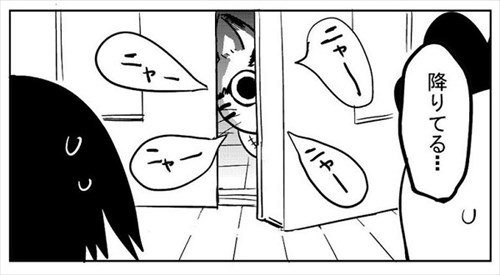 3本足の猫