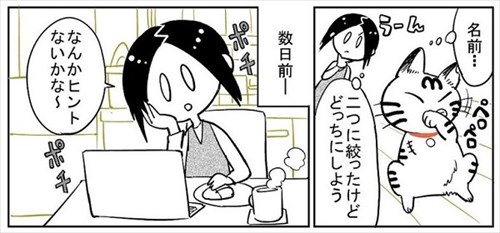 3本足の猫