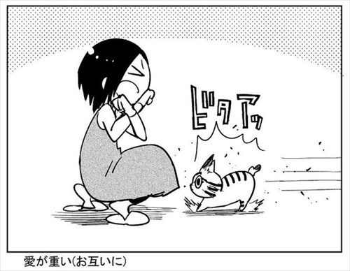 3本足の猫