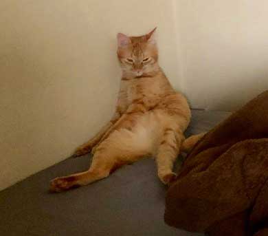 やさぐれ 猫 在宅勤務 構って攻撃 無視 静か すね