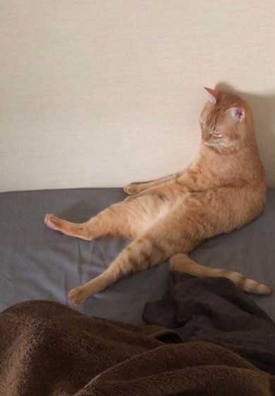 やさぐれ 猫 在宅勤務 構って攻撃 無視 静か すね