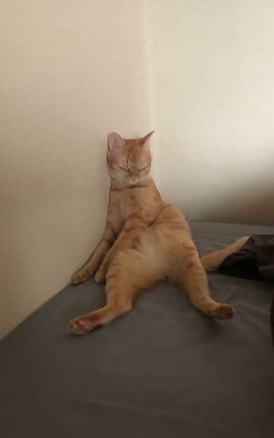 やさぐれ 猫 在宅勤務 構って攻撃 無視 静か すね