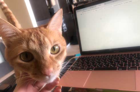 やさぐれ 猫 在宅勤務 構って攻撃 無視 静か すね