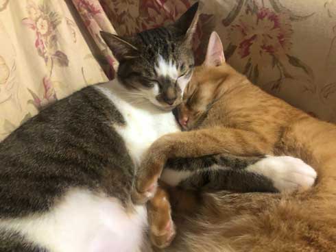 やさぐれ 猫 在宅勤務 構って攻撃 無視 静か すね