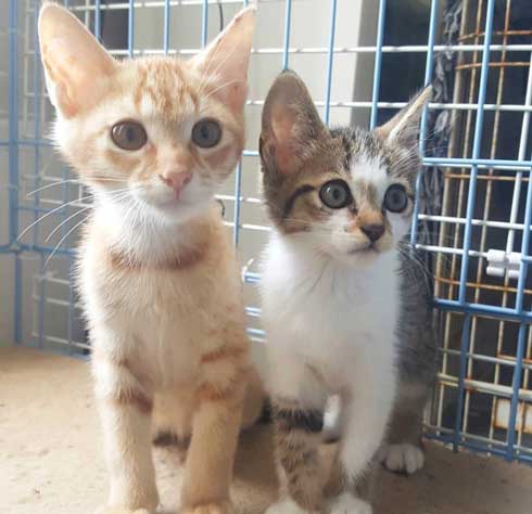 やさぐれ 猫 在宅勤務 構って攻撃 無視 静か すね