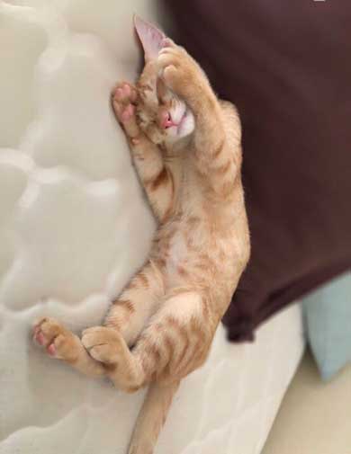 やさぐれ 猫 在宅勤務 構って攻撃 無視 静か すね