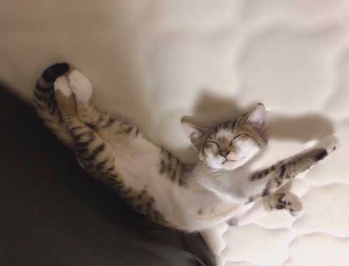 やさぐれ 猫 在宅勤務 構って攻撃 無視 静か すね