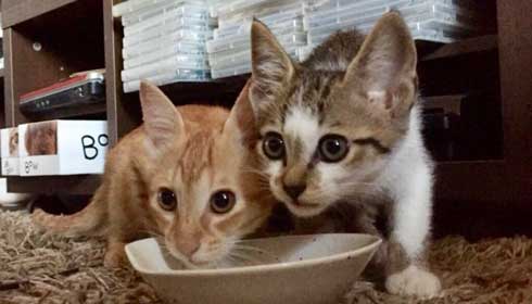 やさぐれ 猫 在宅勤務 構って攻撃 無視 静か すね