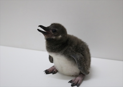 すみだ水族館　マゼランペンギン