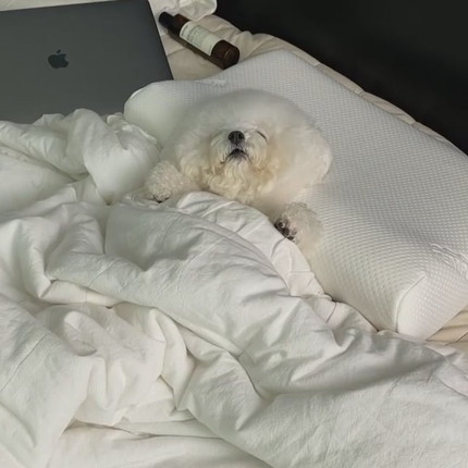 お布団ですやすやわんこ