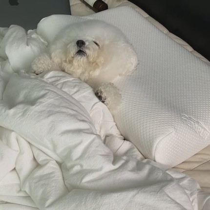 お布団ですやすやわんこ