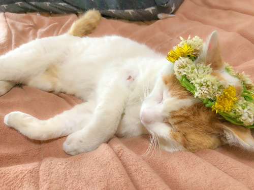 花冠猫ちゃん