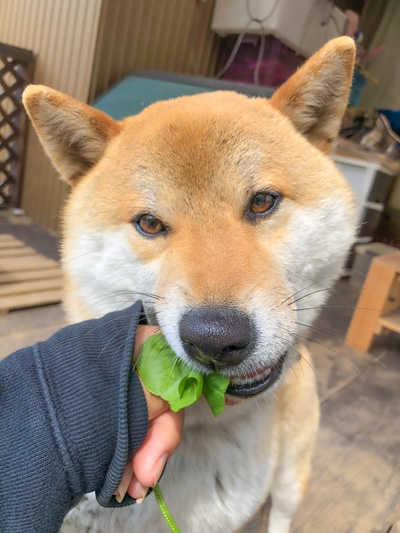 クローバーそらさん3