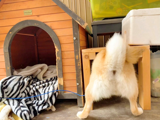 そらくんのおしり