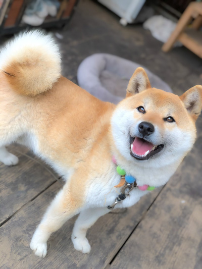 振り向きにこにこそらくん