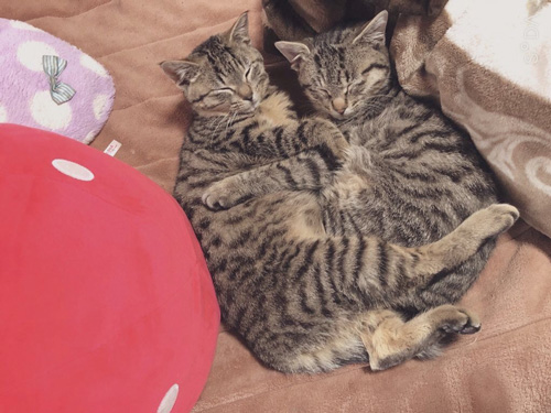 抱き合って眠る双子猫ちゃん