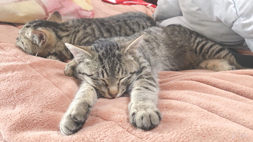 うつぶせね双子猫ちゃん