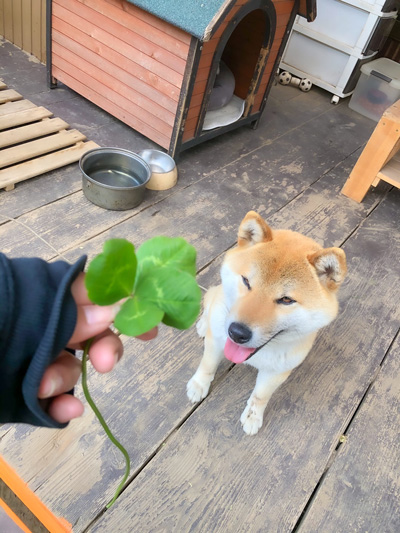 クローバーそらさん1