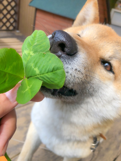 クローバーそらさん2