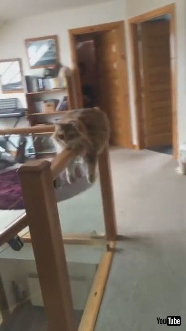 変わった場所で落ち着いてるネコちゃん