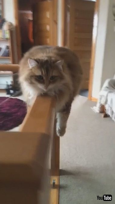 変わった場所で落ち着いてるネコちゃん