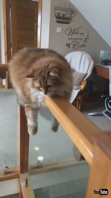 変わった場所で落ち着いてるネコちゃん