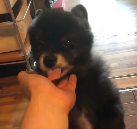 クマ