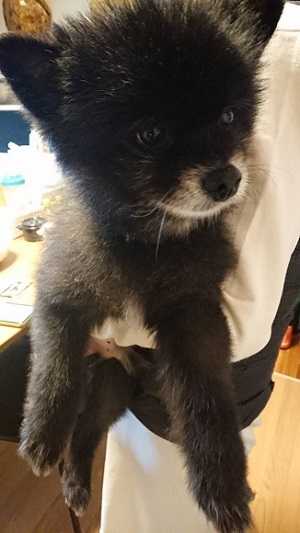 クマ