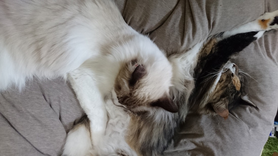 抱き合う2匹の猫ちゃん