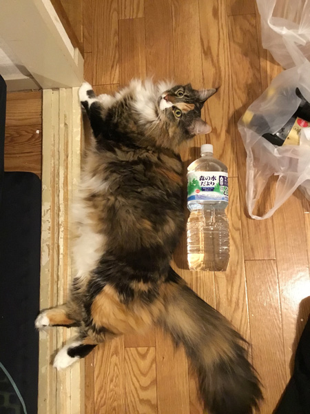 ペットボトルと猫ちゃん