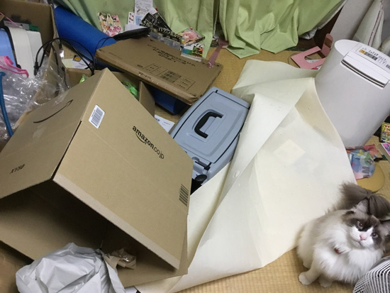 猫ちゃんが暴れた後