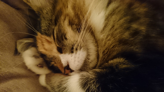 眠る猫ちゃんアップ