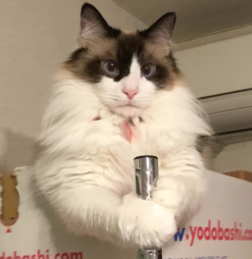 地震猫ちゃんアップ