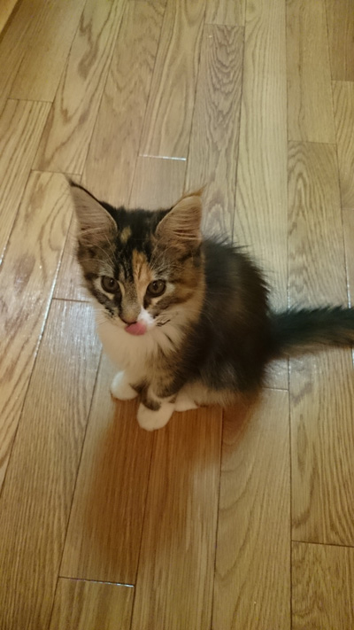 おやつを狙う子猫