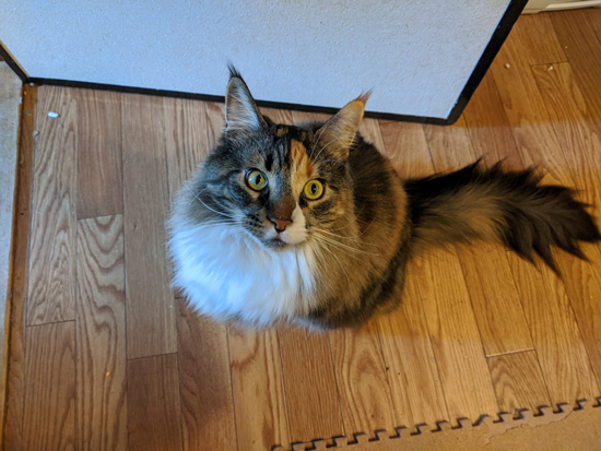 茶メインクーンさんアップ