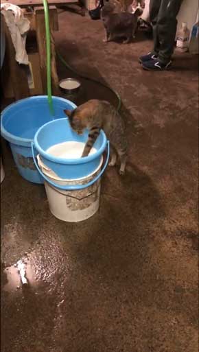 猫 ミルク 飲む 牧場 盗み食い こっそり しめしめ 気づかれていない