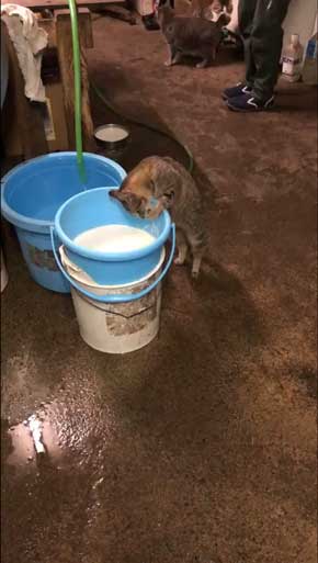 猫 ミルク 飲む 牧場 盗み食い こっそり しめしめ 気づかれていない