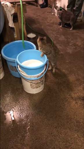 猫 ミルク 飲む 牧場 盗み食い こっそり しめしめ 気づかれていない